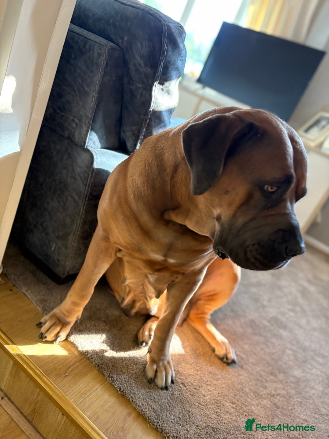 Boerboel dogs for sale: QUALITY NABBR REGISTERED PUPS!  - Advert 22