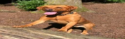 Labrador Retriever dogs for sale: Stunning KC Lab Pups- Sired By Woodruff Numero Uno - Advert 5