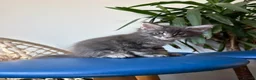 Maine Coon cats for sale: Long faced Maine Coon Kittens - Advert 26