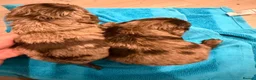 Cocker Spaniel dogs for sale: Cocker spaniel puppies  - Advert 5