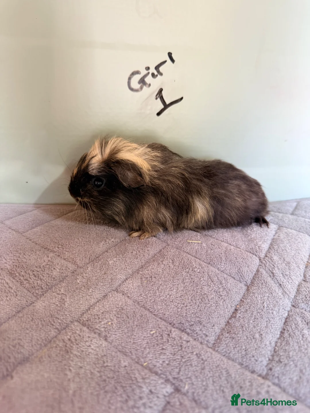 Guinea Pig rodents for sale: Guinea pigs for sale  - Advert 13