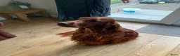 Irish Setter dogs for sale: KC registered Irish Setter puppies - Advert 2