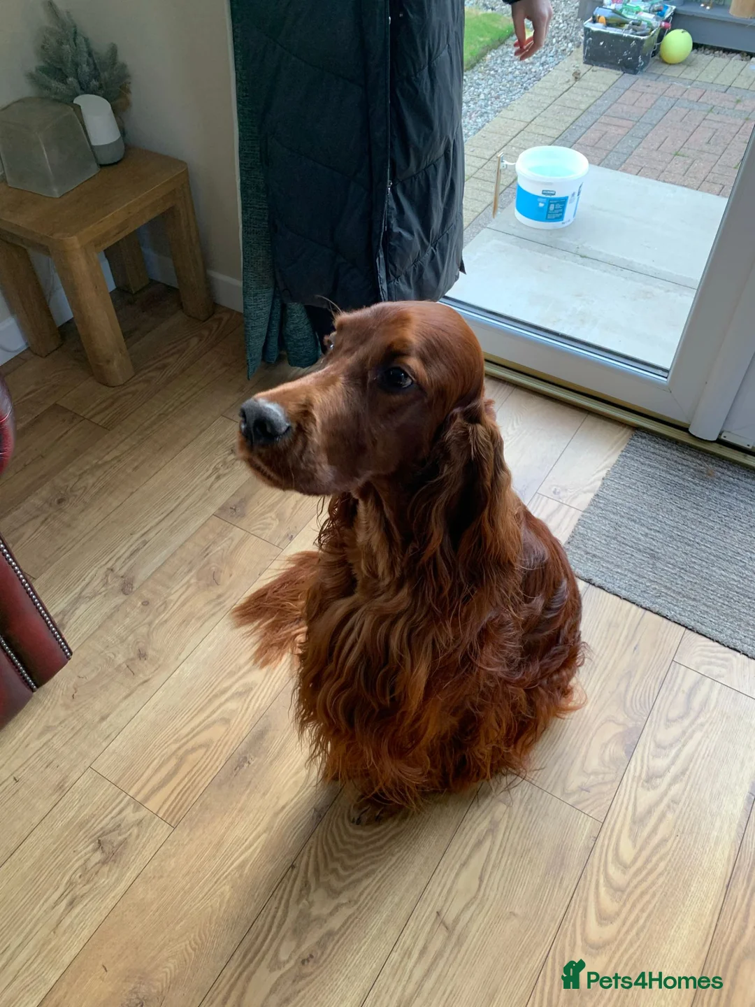 Irish Setter dogs for sale: KC registered Irish Setter puppies - Advert 2
