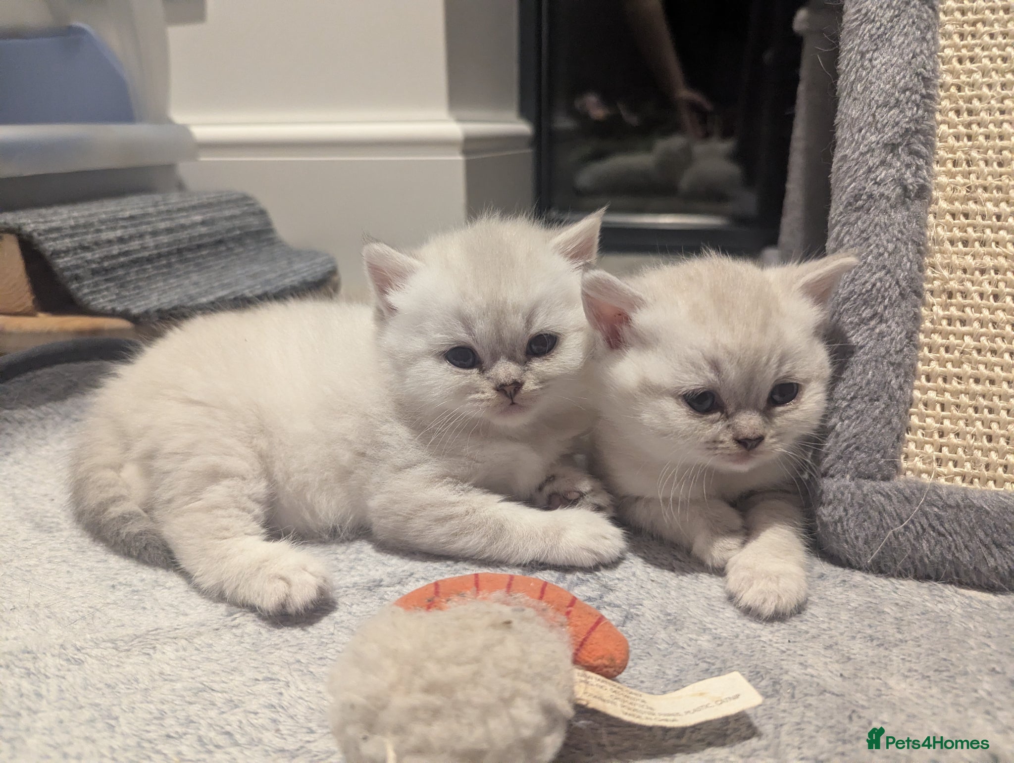 British Shorthair cats Beautiful British shorthair kittens - Advert 1