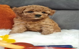 Cockapoo dogs for sale: Adorable best friend pups, sold fully vaccinated - Image 35