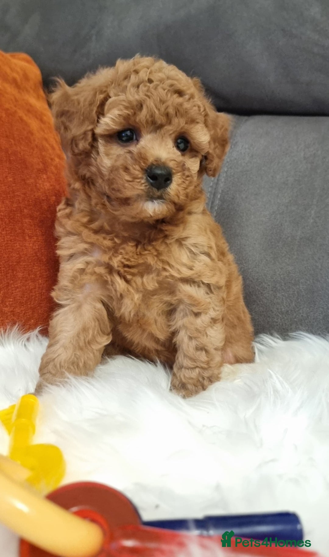 Cockapoo dogs for sale: Adorable best friend pups, sold fully vaccinated - Image 35