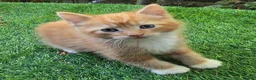 Mixed Breed cats for sale: Beautiful Mixed Breed Kittens - RESERVE  - Advert 18