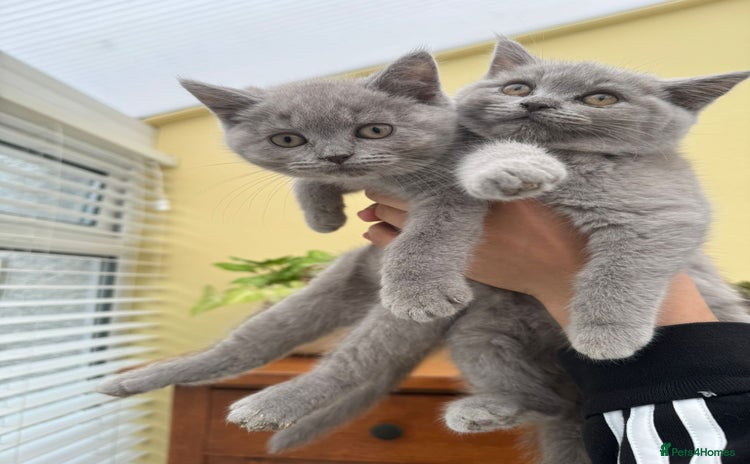 British Longhair cats - Advert 2