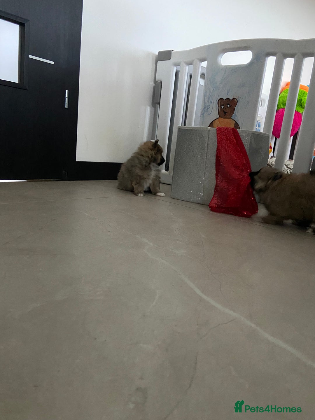 Pomeranian dogs for sale: Beautiful Pomeranian puppies  - Advert 8