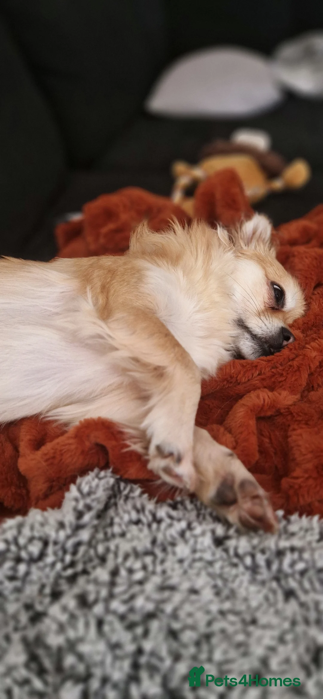 Mixed Breed dogs for sale: Tandy - 4yr old Jackaranian looking for new home - Advert 11