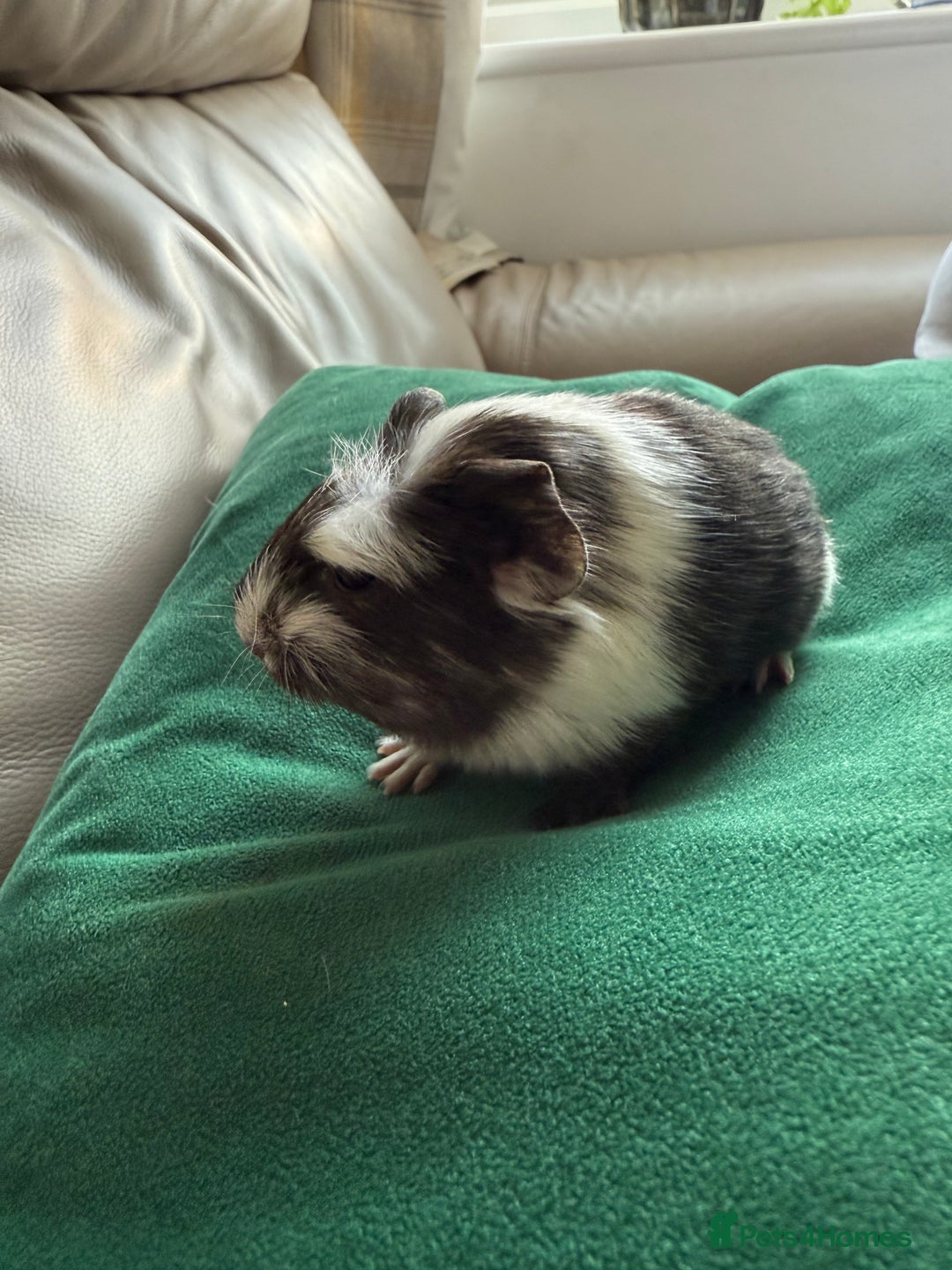 Guinea Pig rodents for sale: Sow guinea pigs  - Image 5