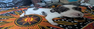 Mixed Breed Puppy 7
