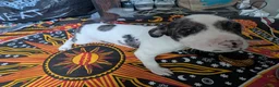 Mixed Breed dogs for sale: English pointer cross Staffordshire bull terrier - Advert 15