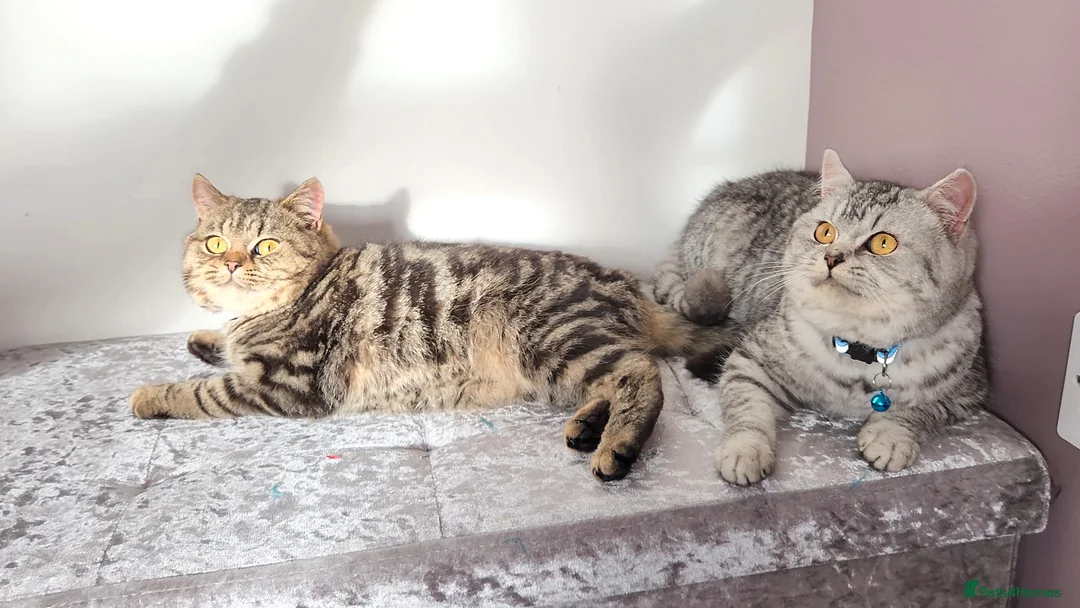 British Shorthair cats for sale: 🏆 Pedigree Silver British Shorthair Kittens 🏆 - Advert 16