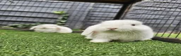 Mini Lop rabbits for sale: Beautiful Mini lops ❤️ - Advert 26