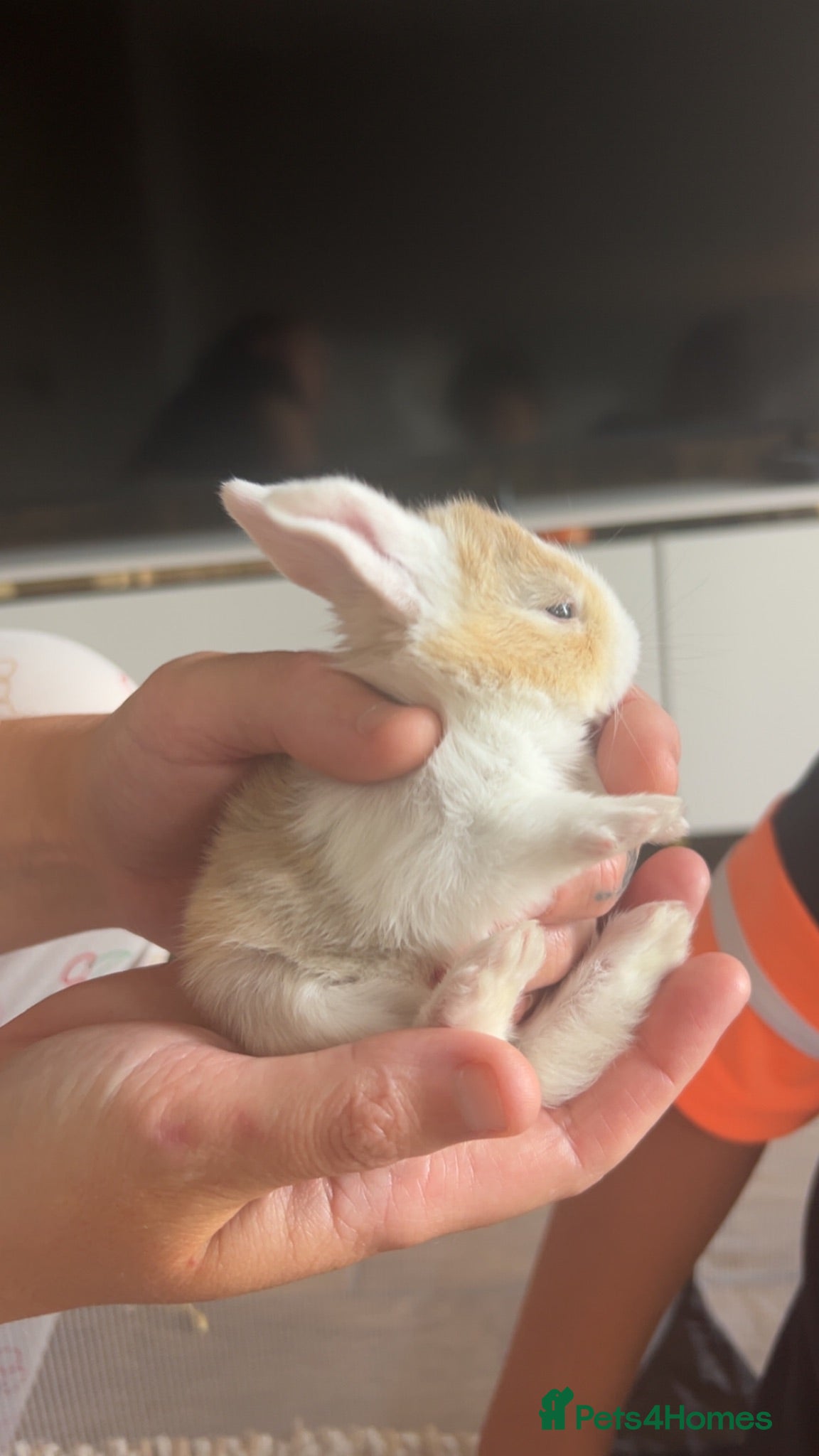 Mini Lop rabbits Beautiful French-mini lops - Advert 1