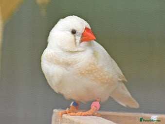Finches birds Zebra Finches  - Advert 2