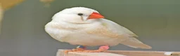 Finches birds for sale: Zebra Finches  in Walsall - Advert 1