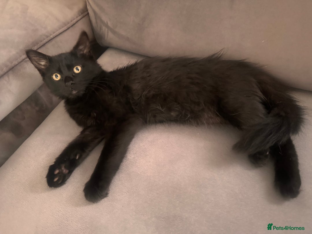 Mixed Breed cats for sale: Beautiful female kitten  - Image 8