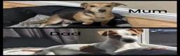 Jack Russell dogs for sale: Beautiful Tiny Full Jack Russell puppies  - Advert 5