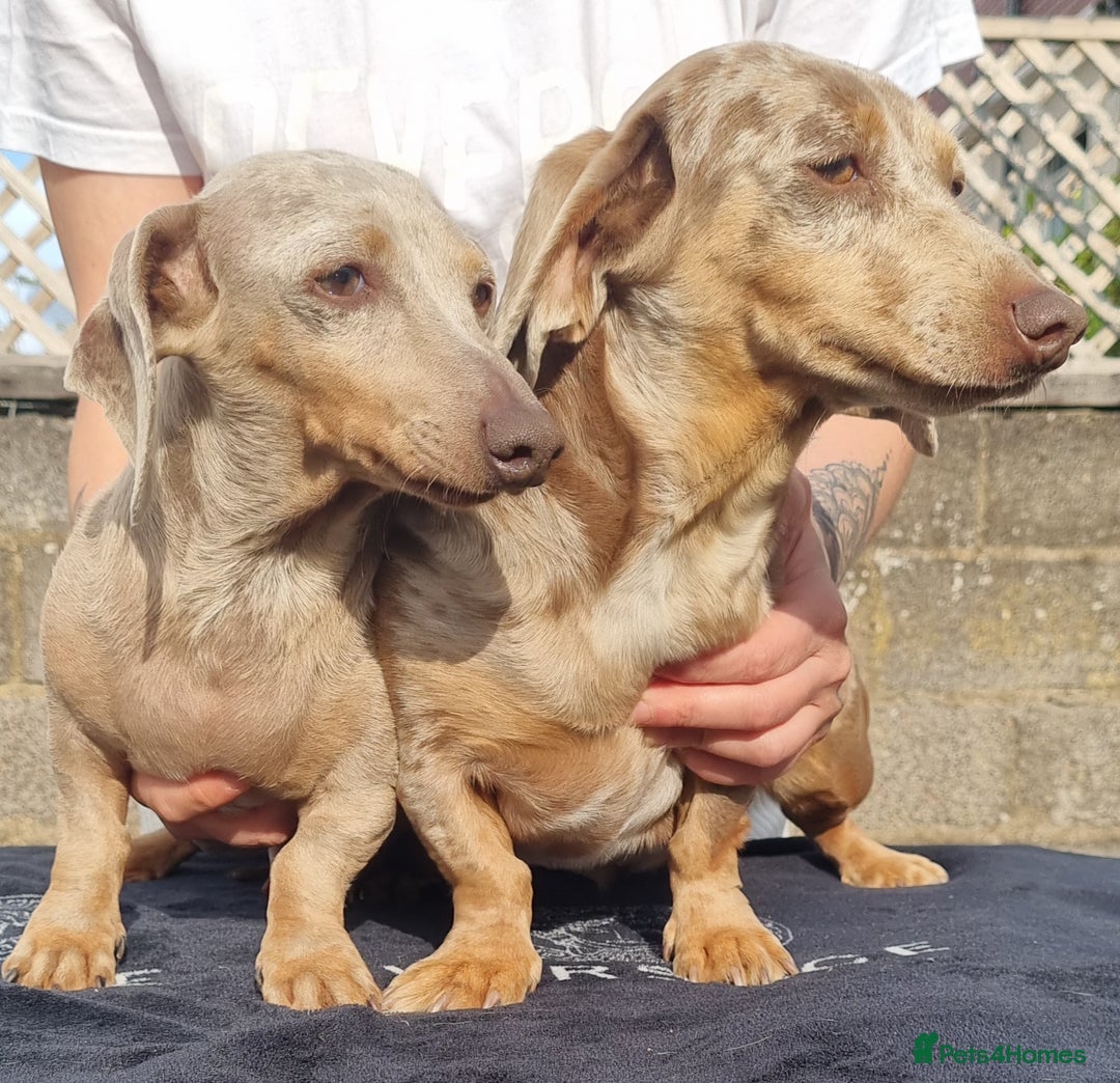 Dachshund dogs for sale: Beautiful Adult Feamel  - Image 6