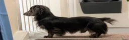 Miniature Dachshund dogs for stud: Long Haired Miniature Blue and Tan Stud - Advert 4