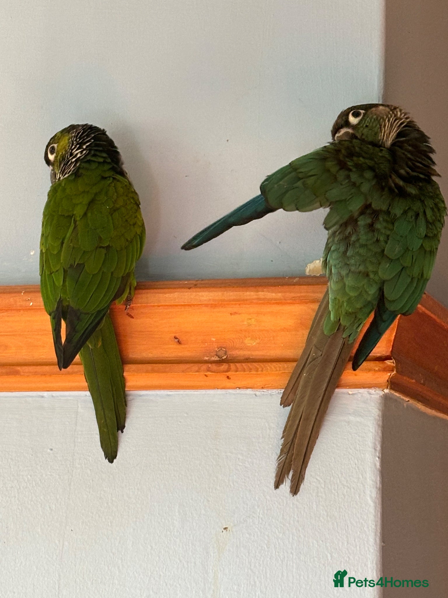 Conures birds Lovely Conures  - Advert 2