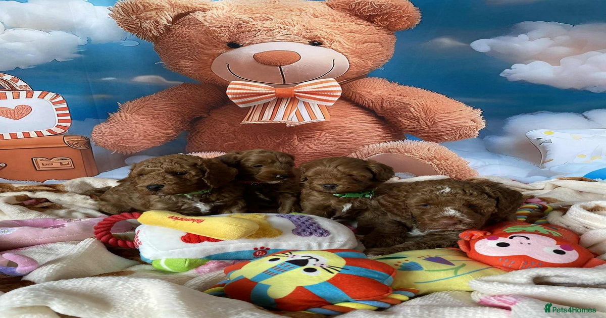 Beautiful Cockapoo litter with Parents DNA for sale in Northampton ...