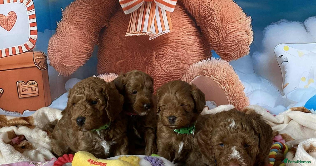 Beautiful Cockapoo litter with Parents DNA for sale in Northampton ...