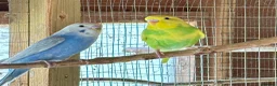 Budgerigars birds for sale: Baby Budgies for sale - Advert 11