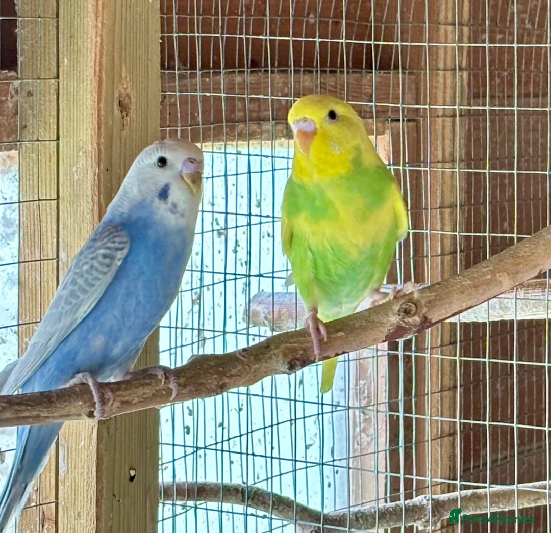 Budgerigars birds for sale: Baby Budgies for sale - Advert 11