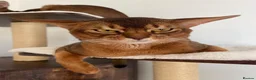Abyssinian cats for sale: Adorable Abyssinian kittens - Advert 15