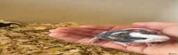Mouse rodents for sale: Male Fancy Mice - Advert 2