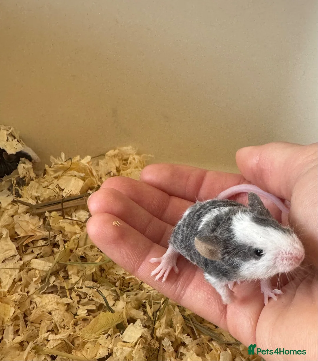 Mouse rodents for sale: Male Fancy Mice - Advert 2
