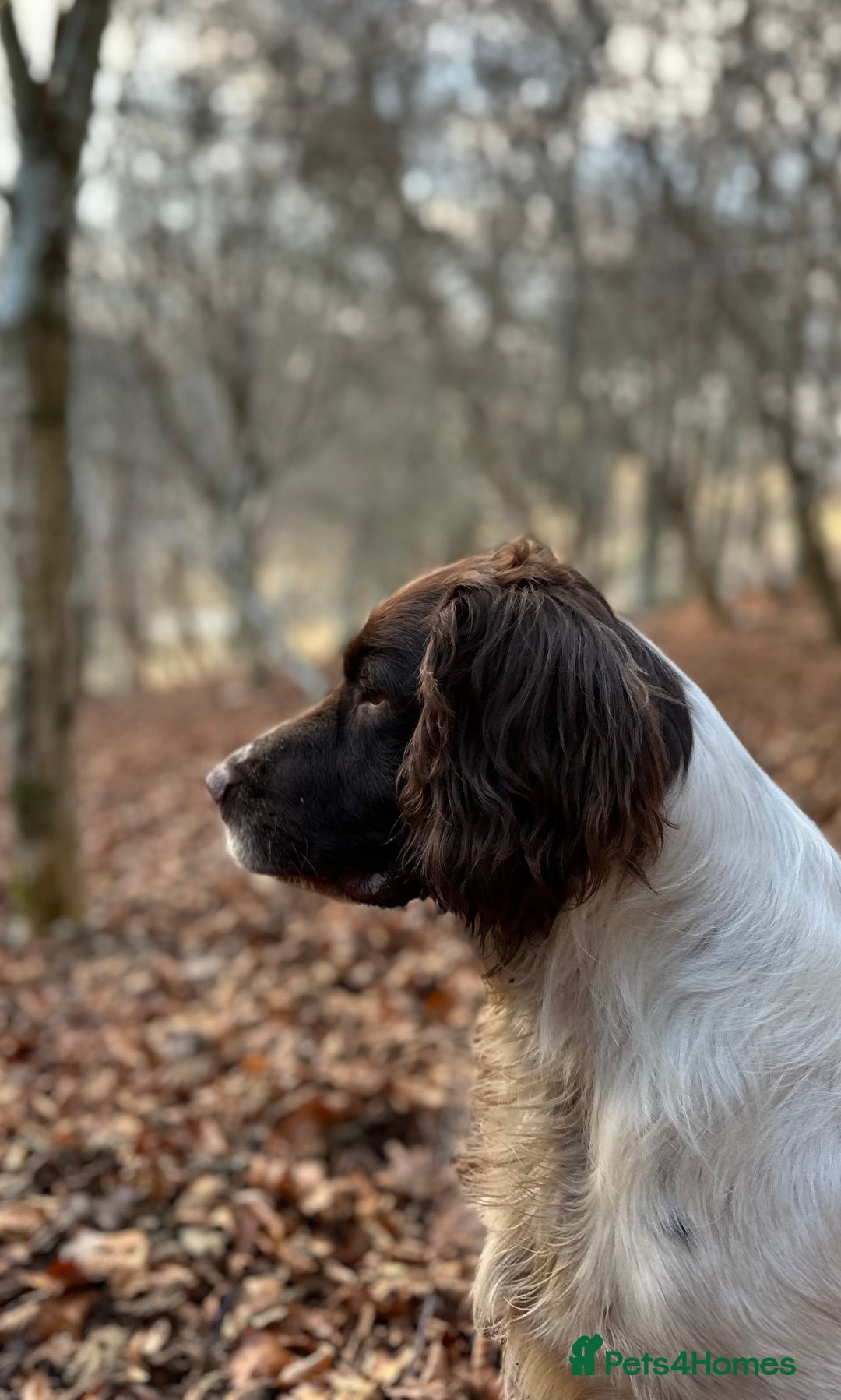English Springer Spaniel dogs for stud: English Springer Spaniel for Stud  in Tranent - Advert 5