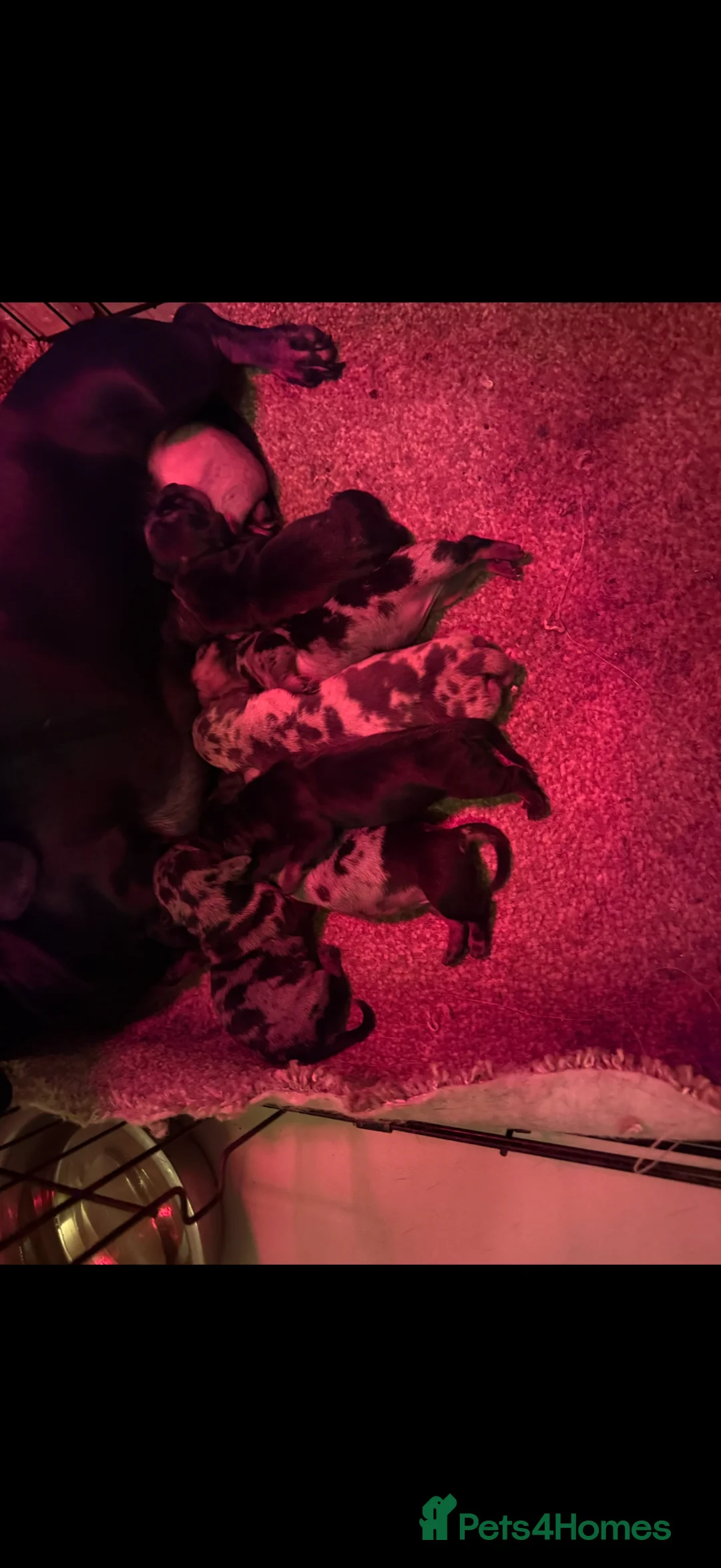 Miniature Dachshund dogs for sale: Ministure dachshund  - Advert 6