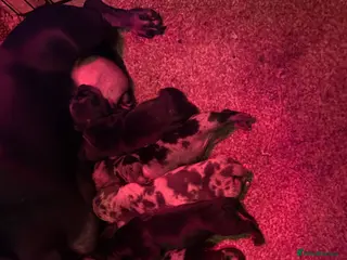 Miniature Dachshund dogs Ministure dachshund - Advert 1