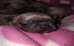French Bulldog dogs for sale: French bulldog puppies - Image 6