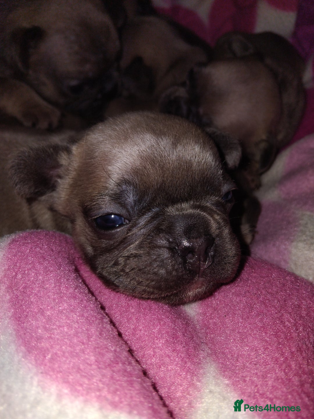 French Bulldog dogs for sale: French bulldog puppies - Image 6