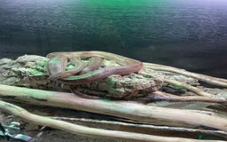 Corn Snake reptiles for sale: Corn snake and full setup  - Image 2