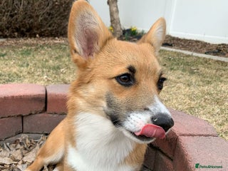 Welsh Corgi Pembroke dogs - Advert 1