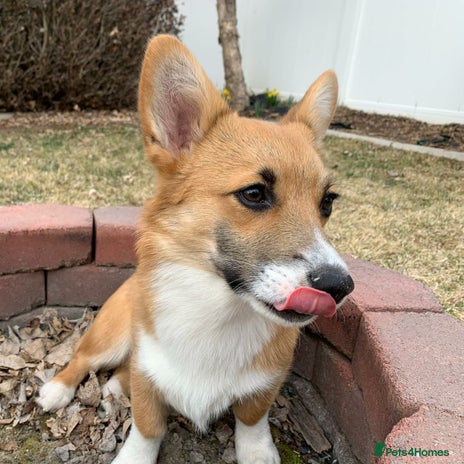 Welsh Corgi Pembroke dogs - Advert 1