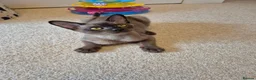 Burmese cats for sale: Gorgeous Pedigree Burmese Kittens - Advert 1