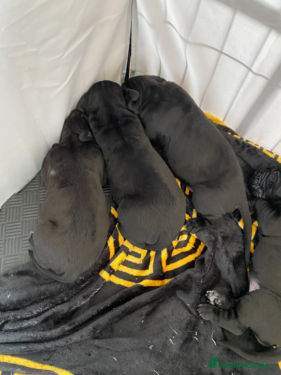 Cane Corso dogs for sale: X4 female cane corso  - Advert 2