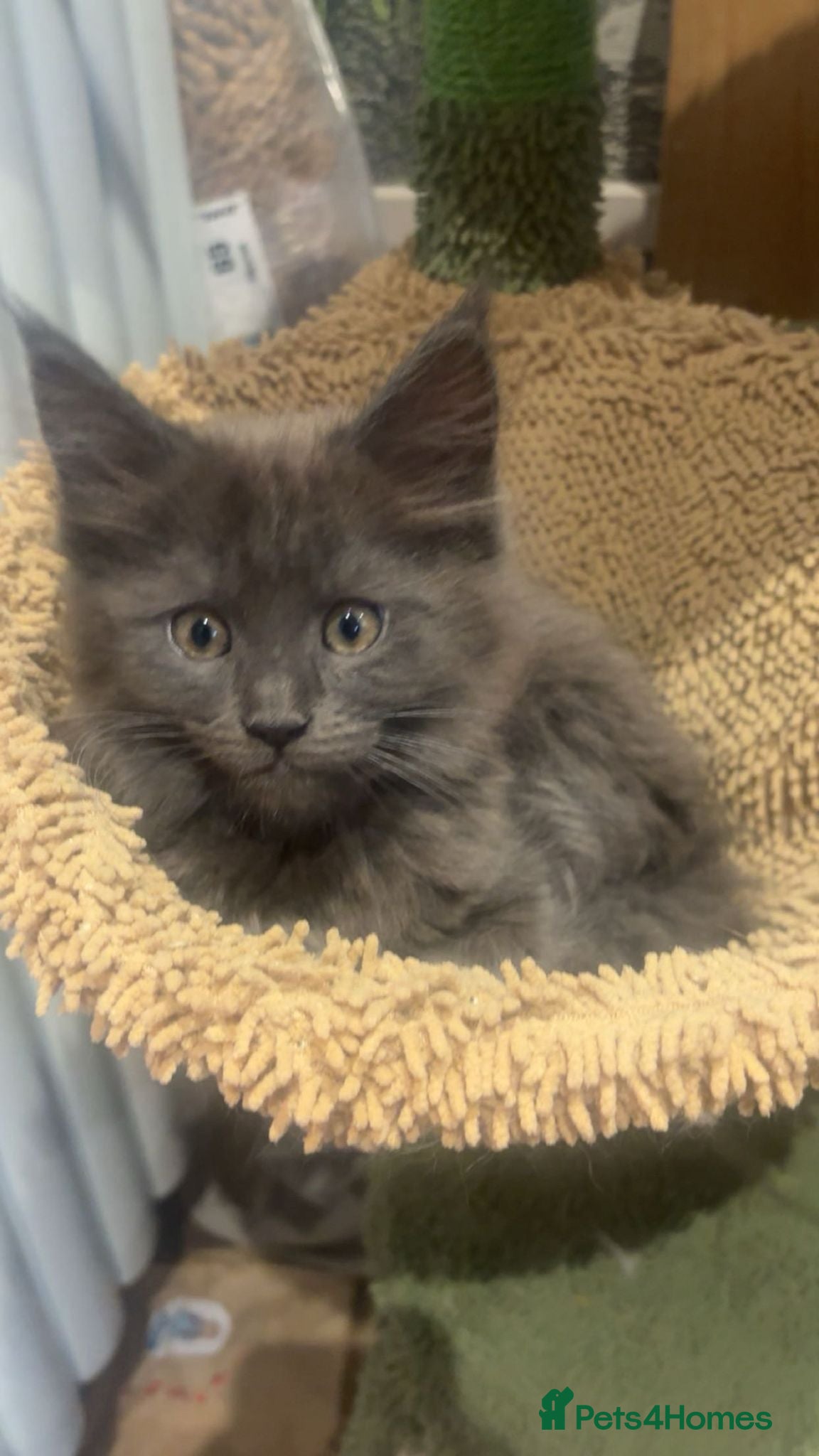 Maine Coon cats GCCF registered Blue  Maine coon litter  - Advert 4