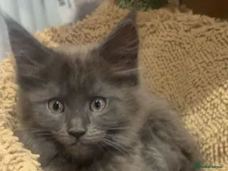 Maine Coon cats GCCF registered Blue Maine coon litter - Advert 4