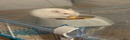 Hamster rodents for sale: Russian dwarf hamster  in High Wycombe - Advert 6