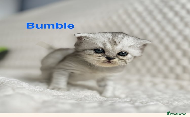Persian cats - Advert 8