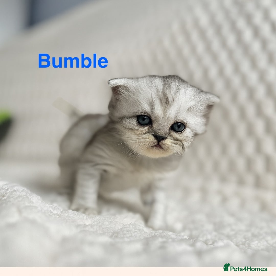 Persian cats for sale: 4 Beautiful Pure Persian Kittens PKD Neg - Image 1