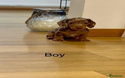 Miniature Dachshund dogs for sale: READY NOW - 2 boys left - KC registered  - Image 5